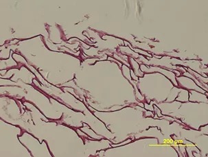 Гистологический срез 3D матрикса G-DERM с культурой клеток фибробластов человека. Окраска гематоксилин-эозином.